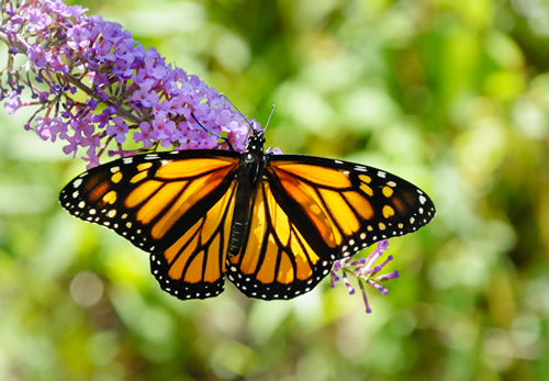 A beautiful monarch butterfly with wings spread feeding from a purple butterfly bush flower with out of focus green background
